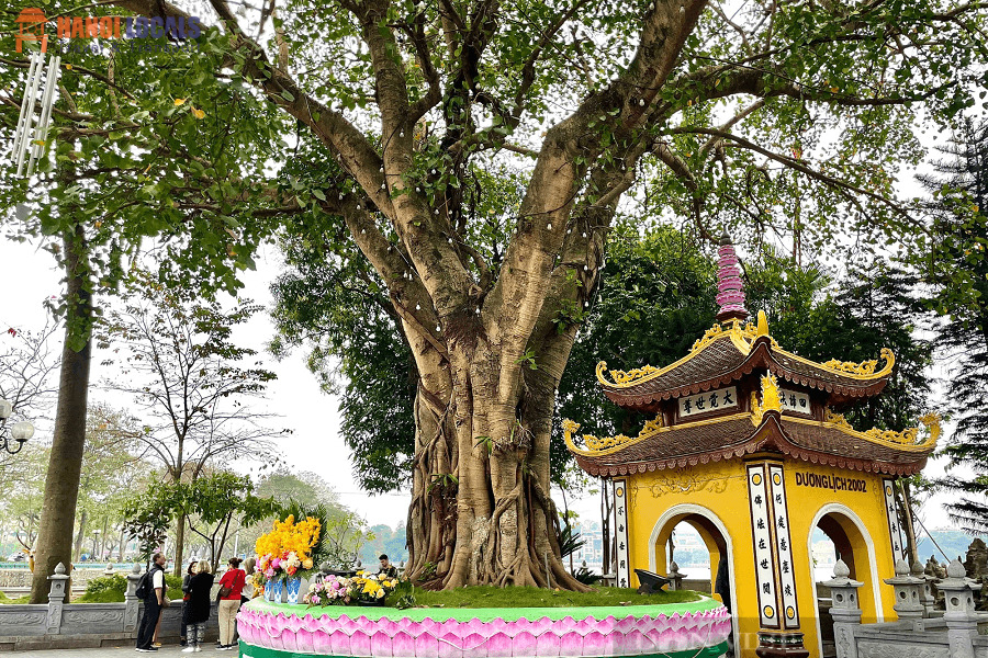 Buddhist Bodhi Tree - Hanoi Locals