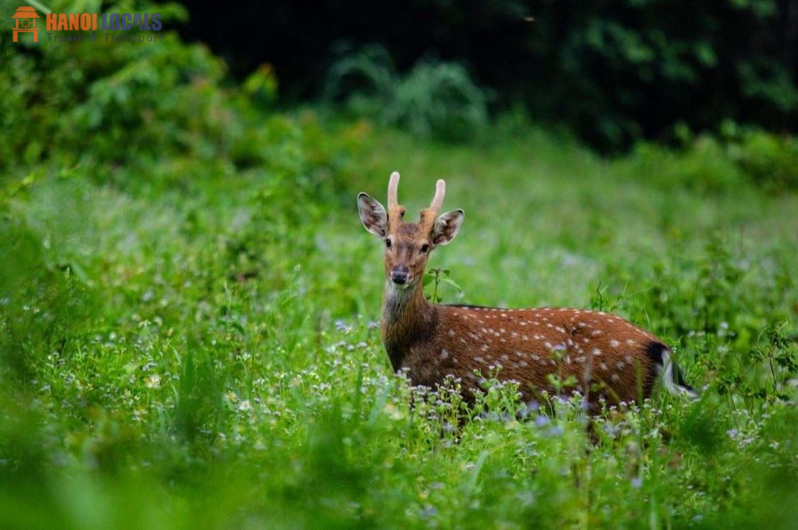 Cuc Phuong National Park - Treasures of Ninh Binh - Hanoi Locals
