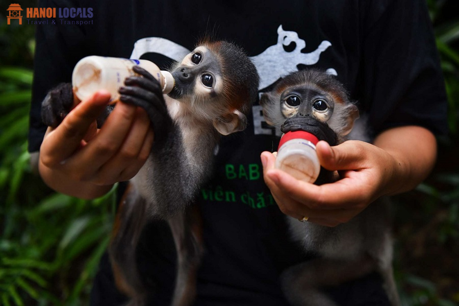 Endangered Primate Rescue Center - Cuc Phuong National Park - Hanoi Locals