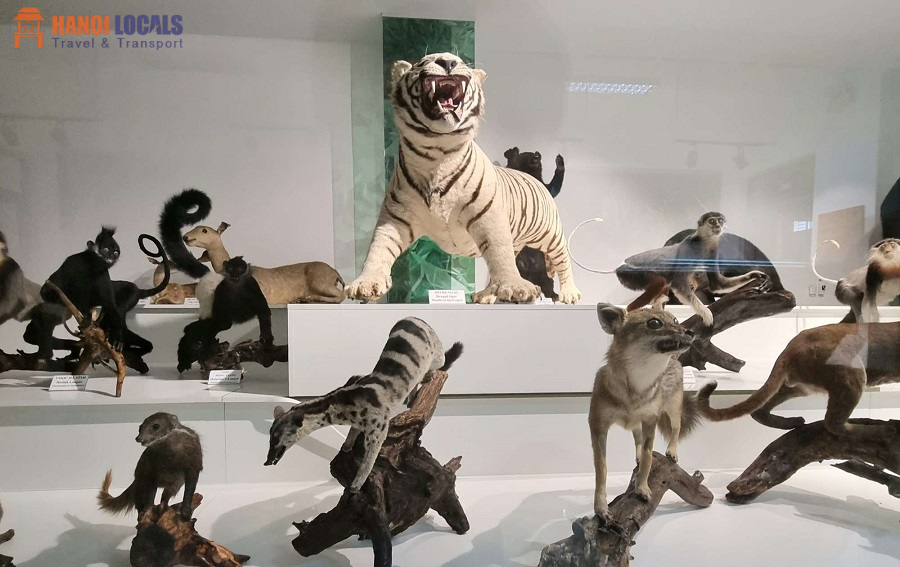 Cuc Phuong Museum - Cuc Phuong National Park - Hanoi Locals