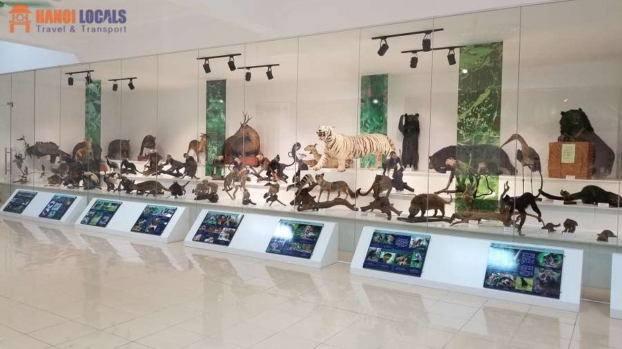 Cuc Phuong Museum - Cuc Phuong National Park - Hanoi Locals