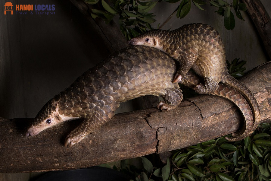 Pangolin - Cuc Phuong National Park - Hanoi Locals