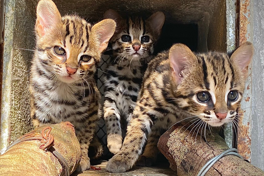 Carnivore And Pangolin Education Centre - Cuc Phuong National Park - Hanoi Locals