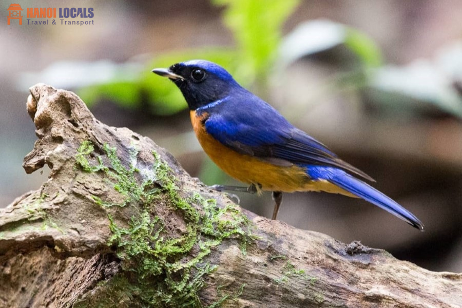 Cuc Phuong National Park In Ninh Binh - Hanoi Locals