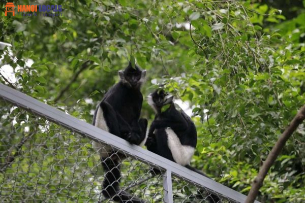Cuc Phuong National Park - Treasures of Ninh Binh - Hanoi Locals