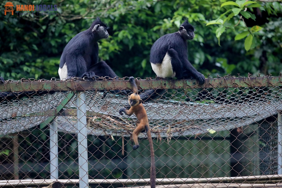 Endangered Primate Rescue Center - Cuc Phuong National Park - Hanoi Locals