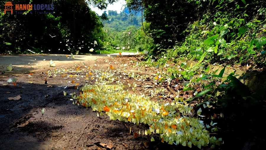 Butterfly season - Cuc Phuong National Park - Hanoi Locals