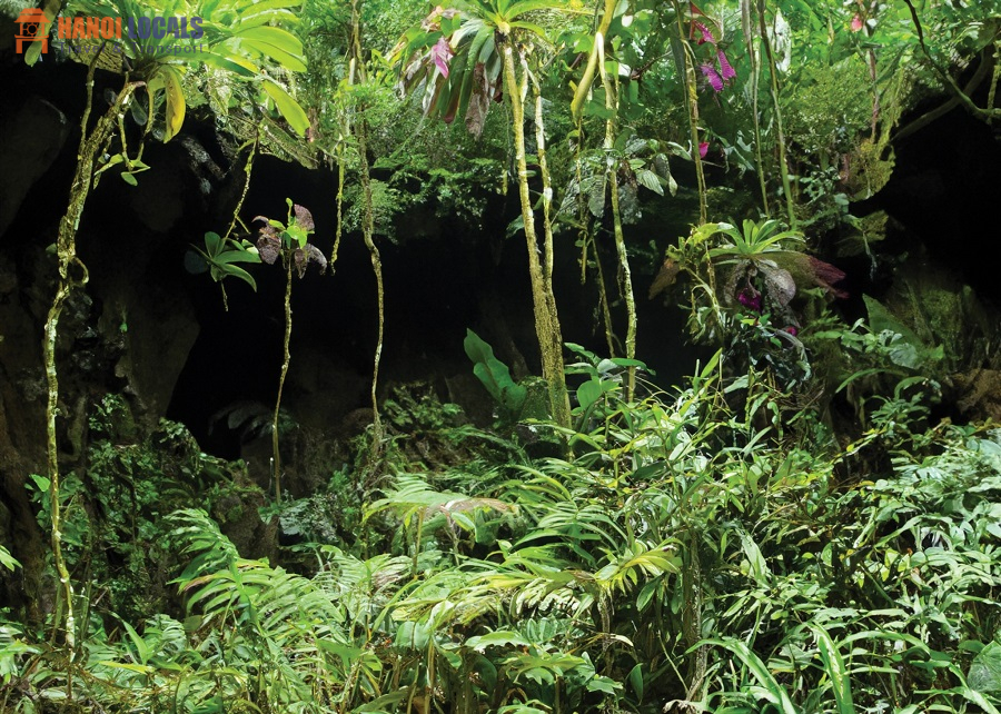 Cuc Phuong National Park In Ninh Binh - Hanoi Locals