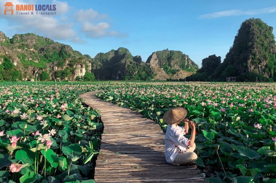 Lotus Mua Cave Flowers - Hanoi Locals Travel