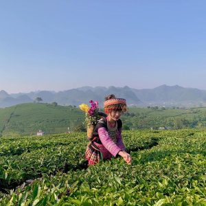 Moc Chau To Hanoi Private Car