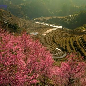 Sapa To Mu Cang Chai Luxury Car Transfer - Hanoi Locals
