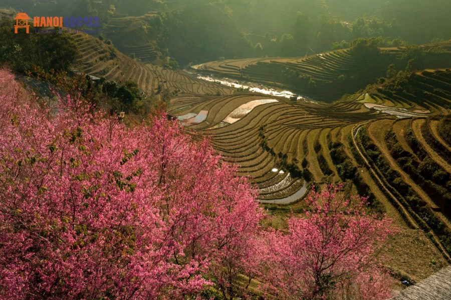 Sapa To Mu Cang Chai Luxury Car Transfer - Hanoi Locals